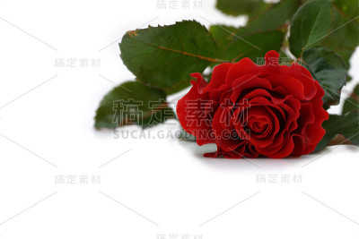 美丽的红玫瑰