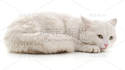白色的猫。