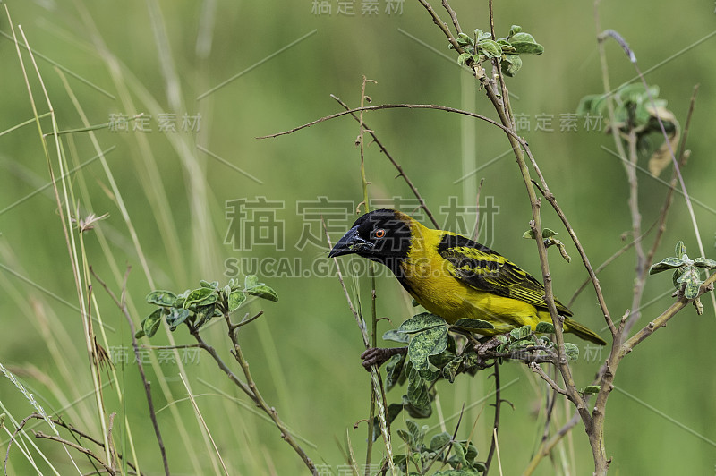 乡村织布工(Ploceus cucullatus)，也称为斑点背织布工或黑头织布工。塞伦盖蒂国家公园