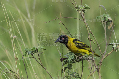 乡村织布工(Ploceus cucullatus)，也称为斑点背织布工或黑头织布工。塞伦盖蒂国家公园