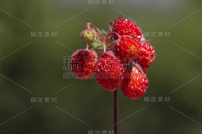 野草莓