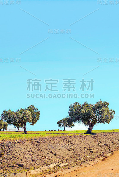 橄榄树