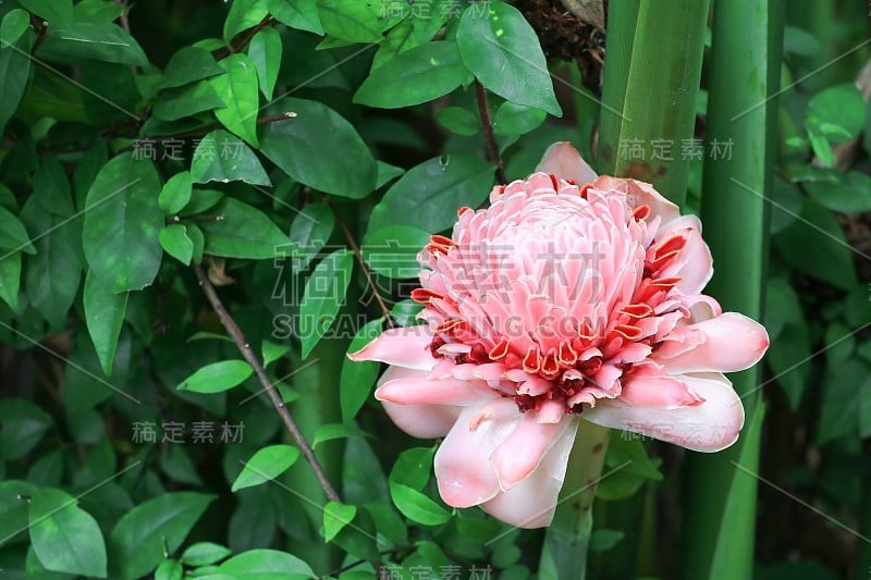 粉红色火炬姜本地花与日落淡色调，etlingera elatior，科姜科，保和菲律宾