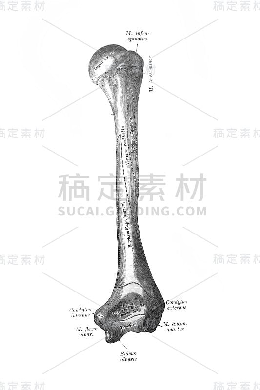 手骨在旧书《人体解剖学》中，作者是维希涅夫斯基议员，1890年，莫斯科