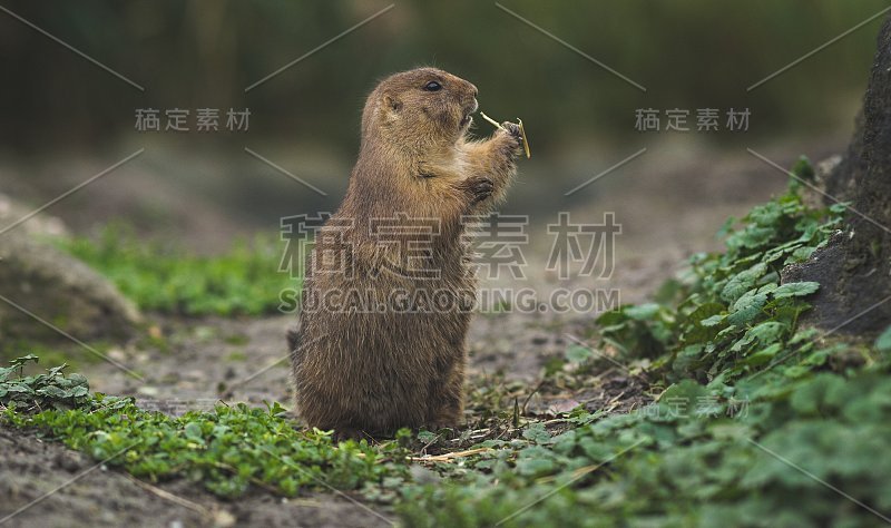 沙漠鼠吃东西的特写镜头在镜头里看起来很惊讶