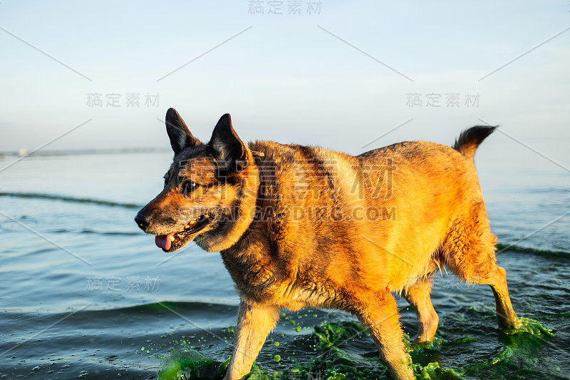 可爱的狗在水里游泳，抬头看