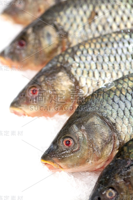 冷冻鱼。Freshfish市场。Gilt-head鲤科鱼。市场上出售的鱼。冰上的海鲷鱼。市场上出售的