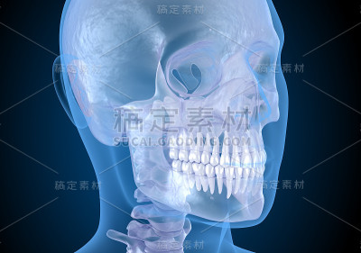 人的头在x光视图。医用精准3D插图