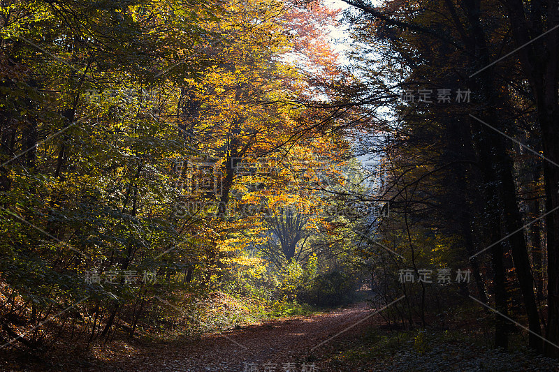 森林路径阳光通过秋天森林与树叶改变颜色