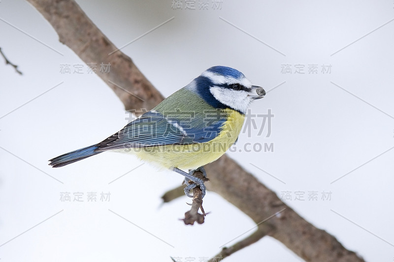 蓝山雀(青翠鸟)