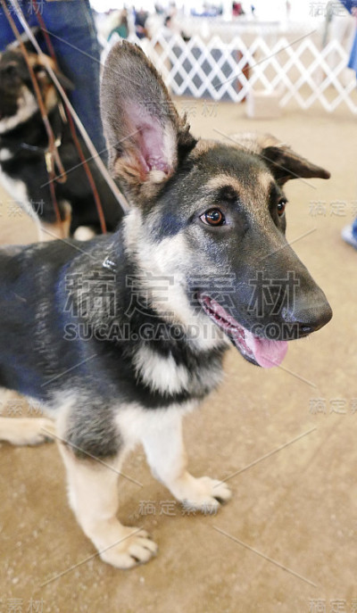 各种狗