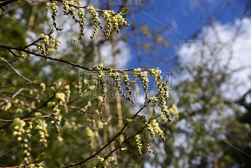 小通草早花