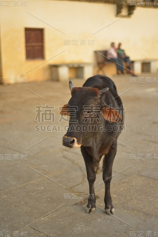 站在城市广场的牛，乌代普尔，印度