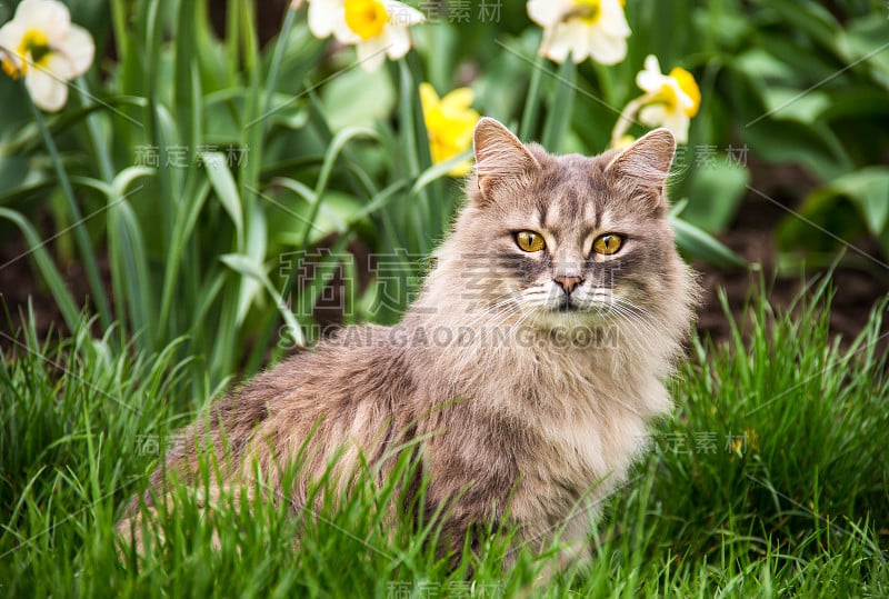 花坛上的流浪猫。灰色毛茸茸的猫坐在绿色的草地上。