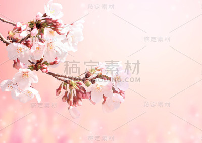 美丽神奇的樱花春景