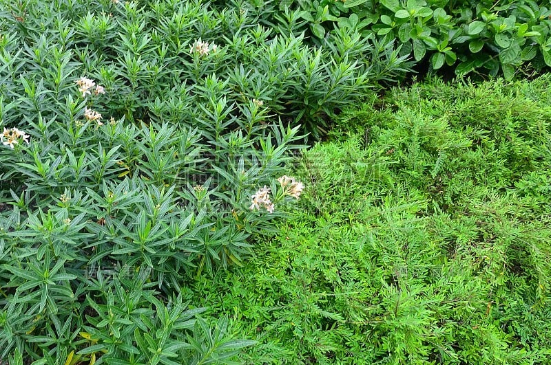 假石南花或矮草花和Nerium夹竹桃植物