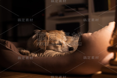 一只睡觉的小狗的肖像