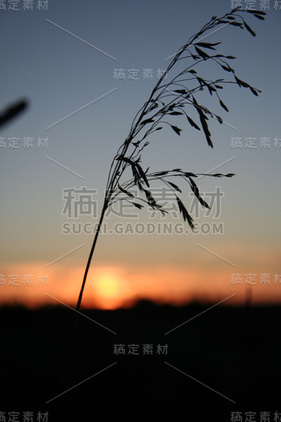 草