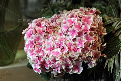 绣球花、花