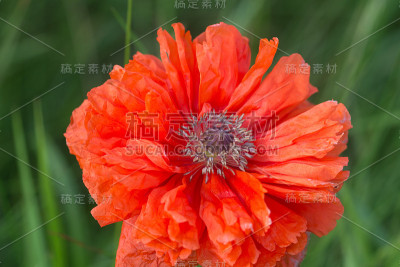 东方罂粟，东方罂粟花特写选择性聚焦