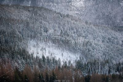 在哈尔斯塔特，奥地利被雪覆盖的树木鸟瞰图。在冬天俯瞰森林