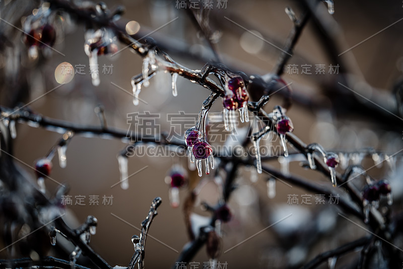 暴风雨后，大自然被冰封。