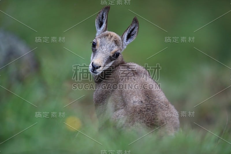 查莫瓦（鲁皮卡普拉鲁皮卡普拉）沃斯盖斯山，法国格姆森沃格森