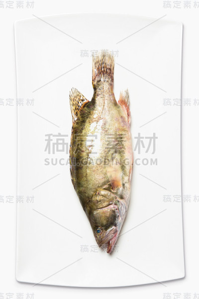 白色背景上的鳜鱼