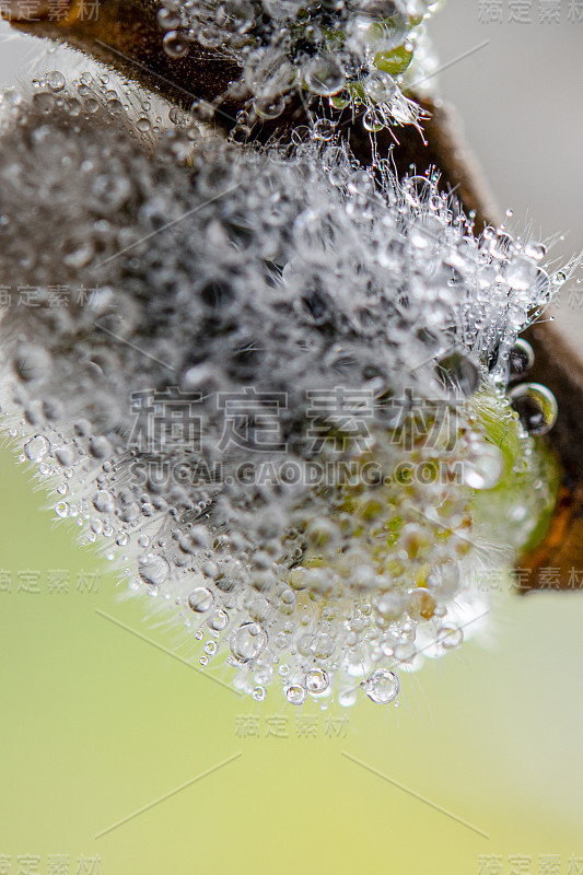 美丽的猫咪柳枝花。软花弹簧架