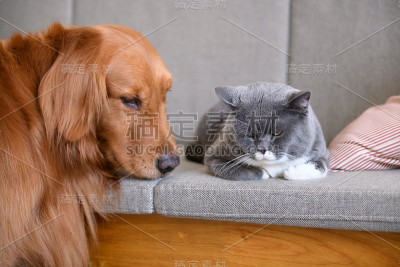 金毛寻回犬和猫