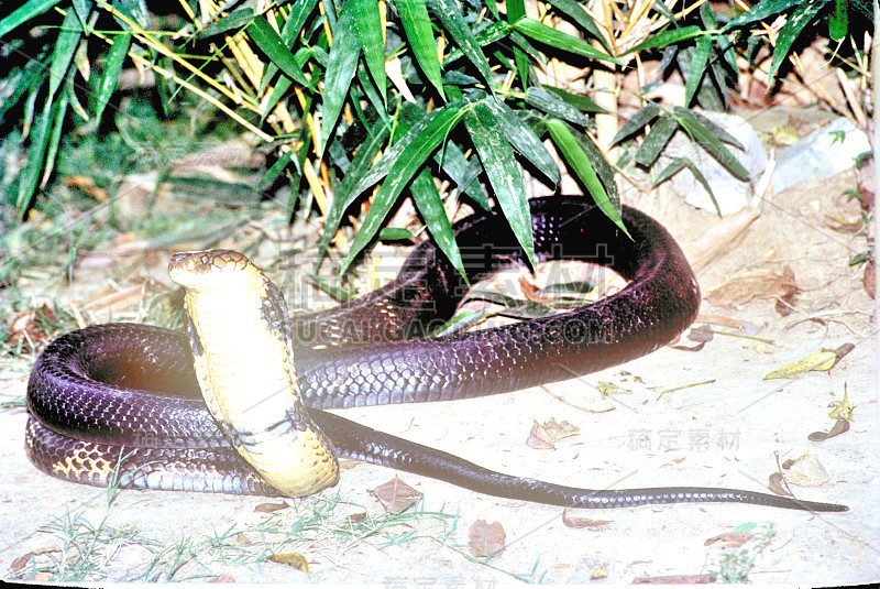 King Cobra