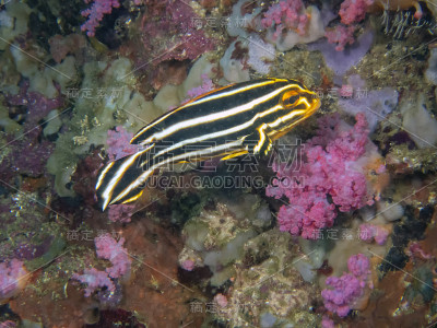 一种斑纹鹬(Plectorhinchus diagrammus)