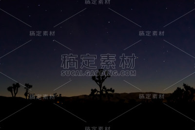 约书亚树