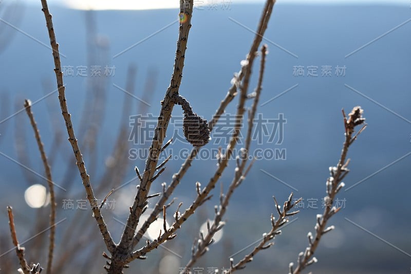 白霜，自然美的概念。寒冷的天气，小松果挂在树枝上