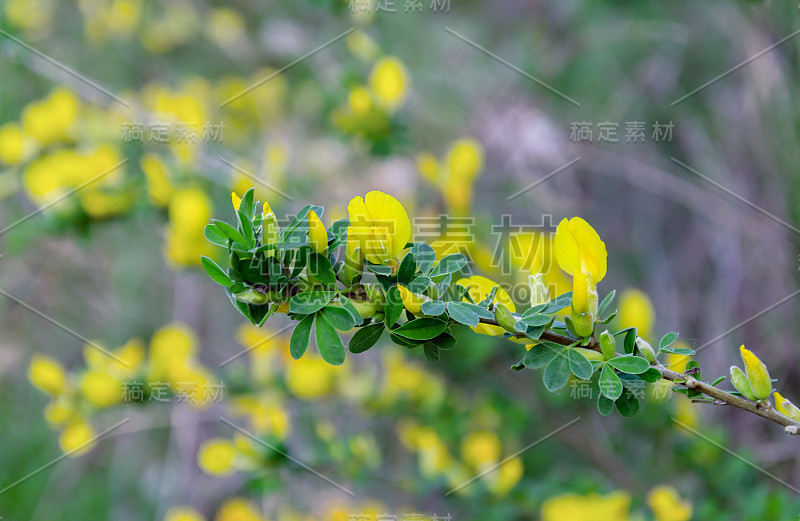 黄色的花在绿色的背景，快乐的下午