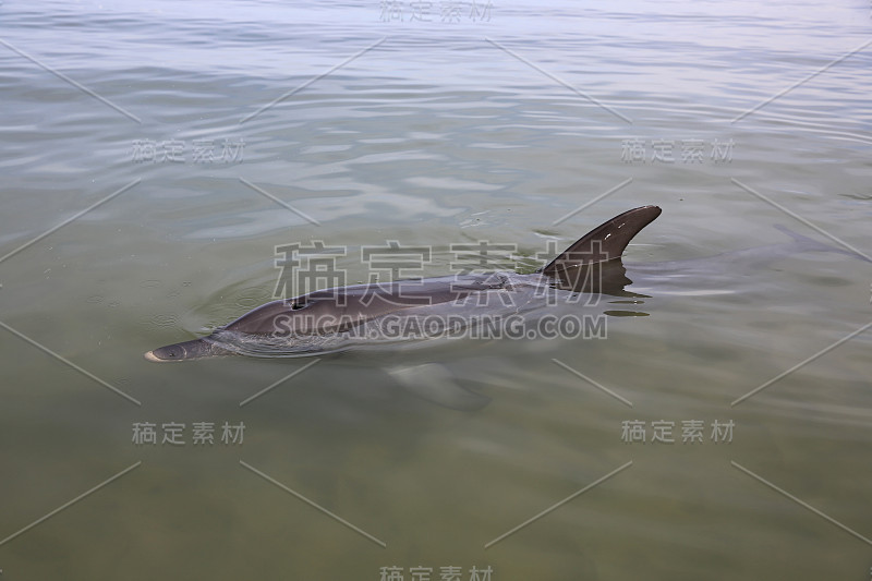 西澳大利亚海滩上的宽吻海豚(Tursiops)