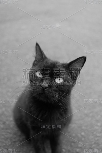 黑色的猫