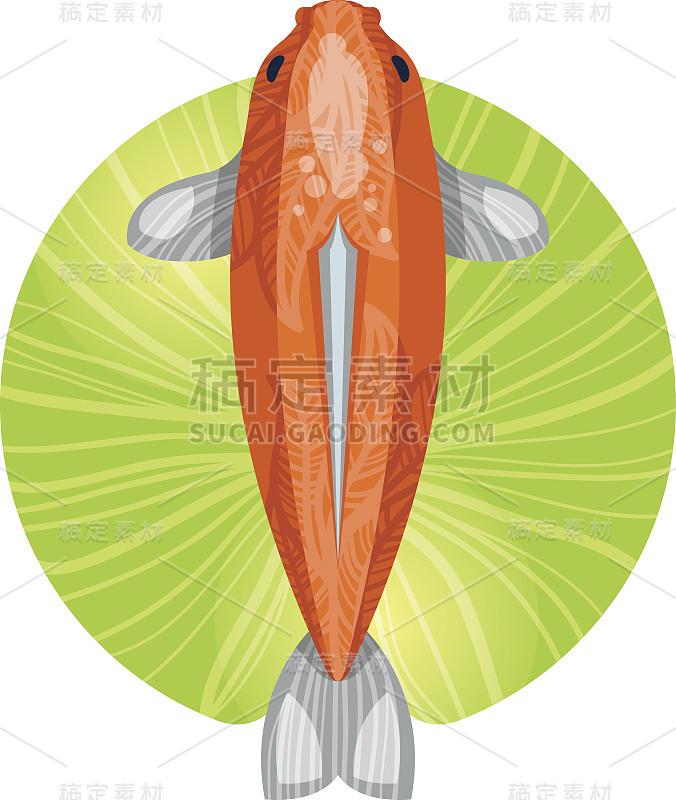 橙色日本鲤鱼锦鲤
