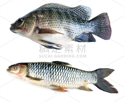 鲜鱼孤立在白色背景上
