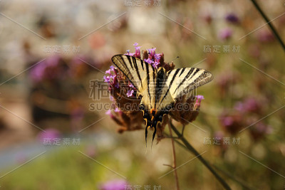 帆船猎鹰
