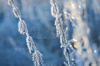 冬天有白霜的冰冻植物