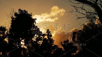 日落时，天空在树木的剪影后面燃烧