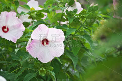 芙蓉