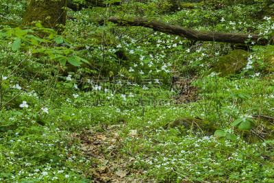 春天，大烟山NP, TN