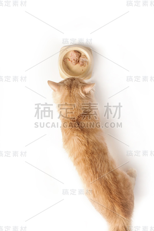 猫吃