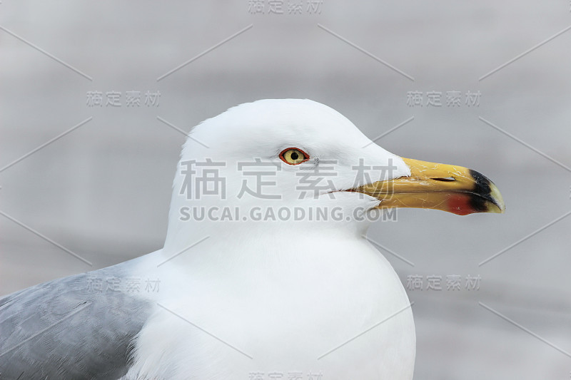 海鸥的特写照片