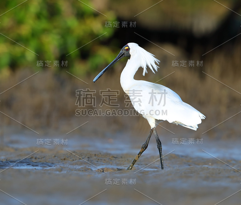 成年皇家琵鹭(Platalea rega)