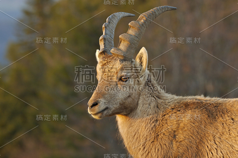 高山山羊