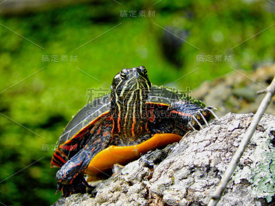 乌龟爬