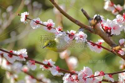 梅花白眼。日本春天的景象